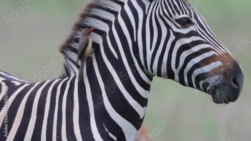 A zebra mingles on the savannah as an oxpecker bird picks ticks off his hide in the Kruger National Park, South Africa  photo