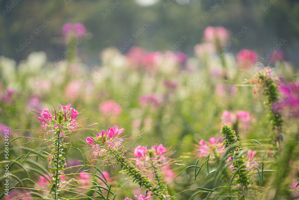 beautiful flower field in the morning
