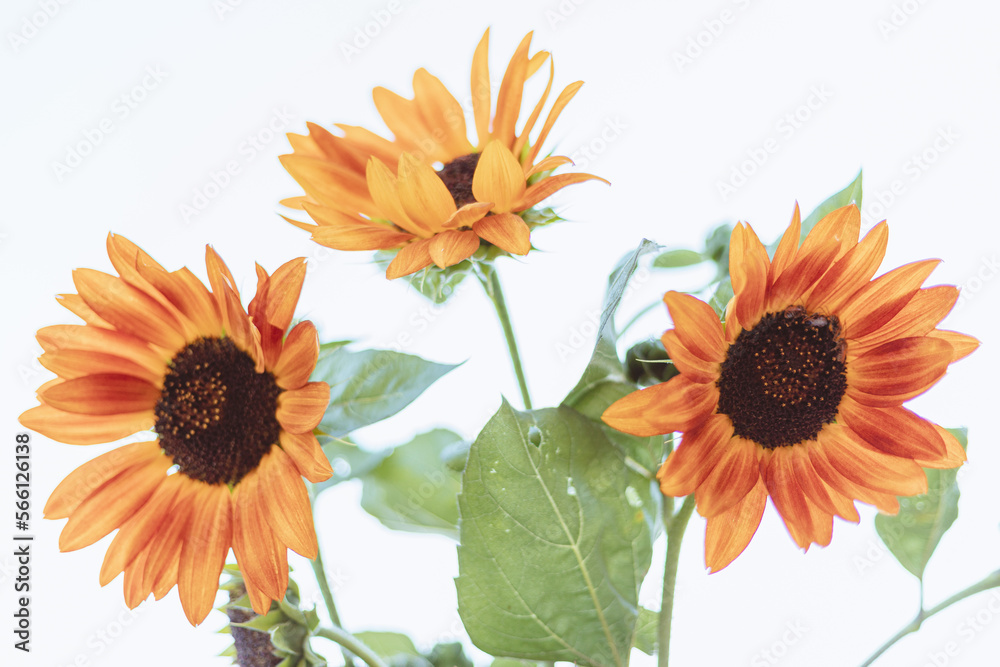 Fototapeta premium Tres flores de girasol de color naranja.