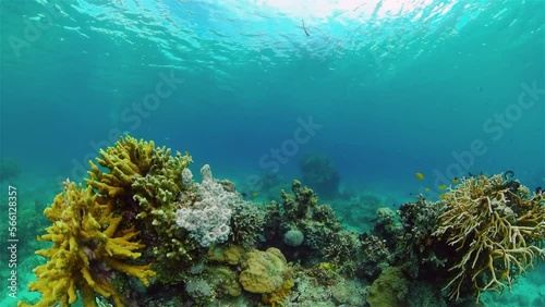 Wallpaper Mural Underwater fish reef marine. Tropical colourful underwater seascape. Philippines. Torontodigital.ca
