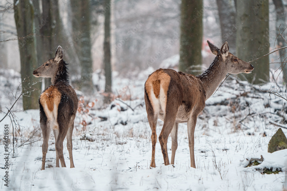 Deers standing in a forest Deers standing in a forest