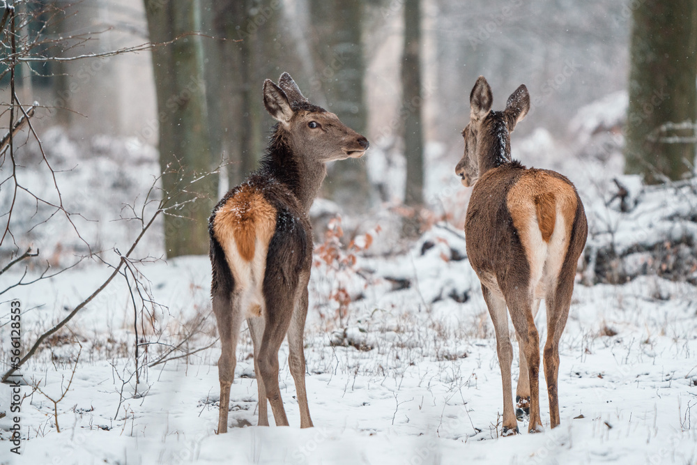 Deers standing in a forest Deers standing in a forest