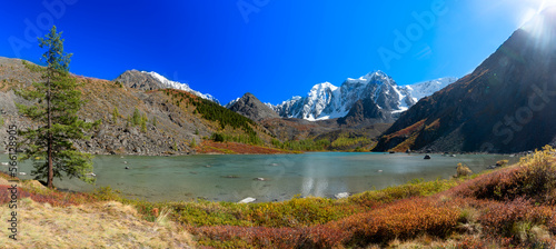 Panorama of Lake Shavlinskoe with a tree among the mountains with glaciers and snow in Altai in the rays of the sun on a bright day. Peaks Dream, Fairy Tale and Beauty.