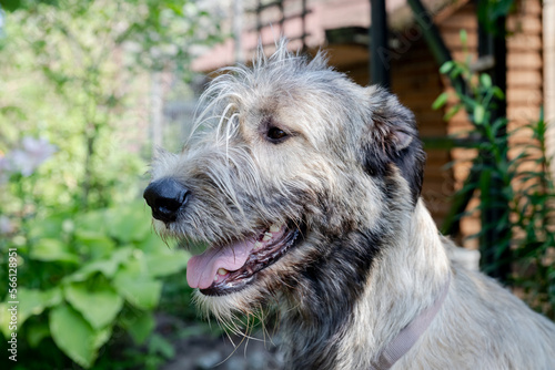 Portrait of an Irish wolfhound on a blurred green background. A large gray dog looks forward with interest. Selective focus image.dog outdoors on a sunny day.