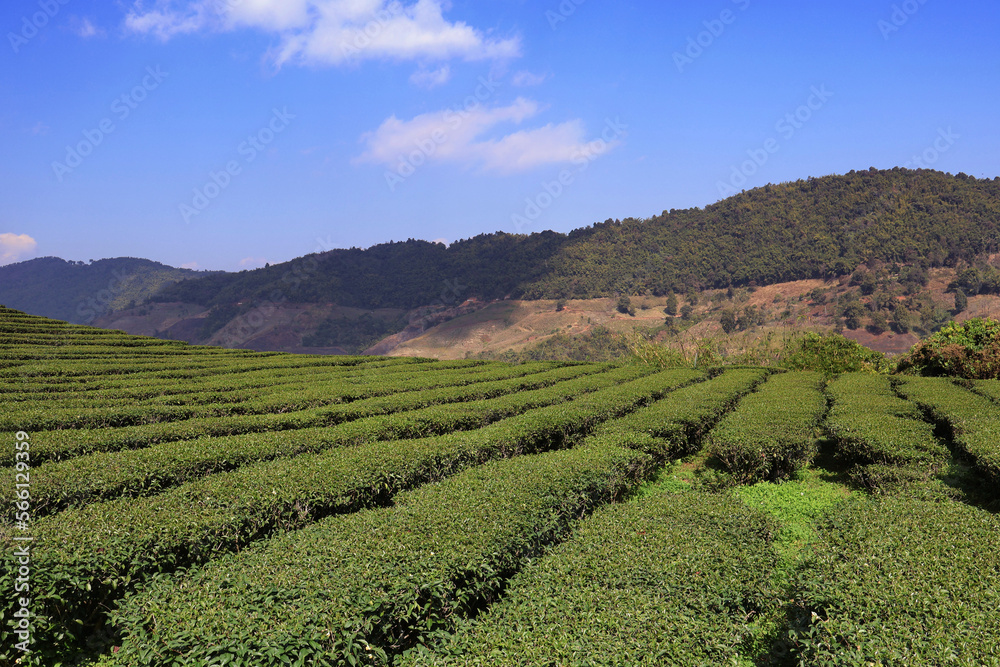 tea plantation with mountain background