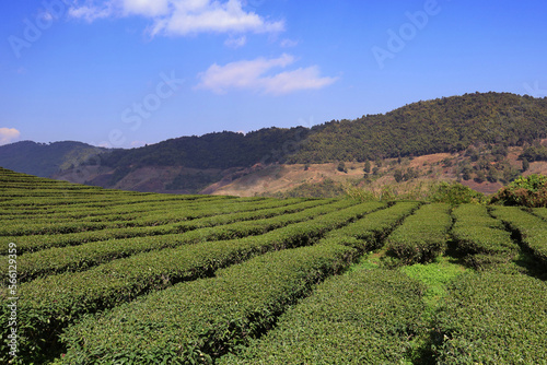 Wallpaper Mural tea plantation with mountain background Torontodigital.ca