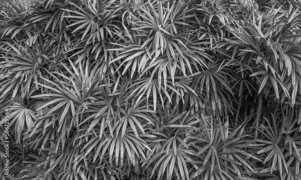 Black and White Pandanus Leaf Background. Black and White Pandanus Leaf Background.