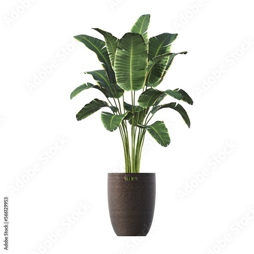 decorative flowers and plants for the interior, isolated on white background, 3D illustration, cg render 