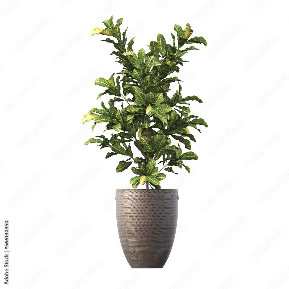 decorative flowers and plants for the interior,  isolated on transparent background, 3D illustration, cg render