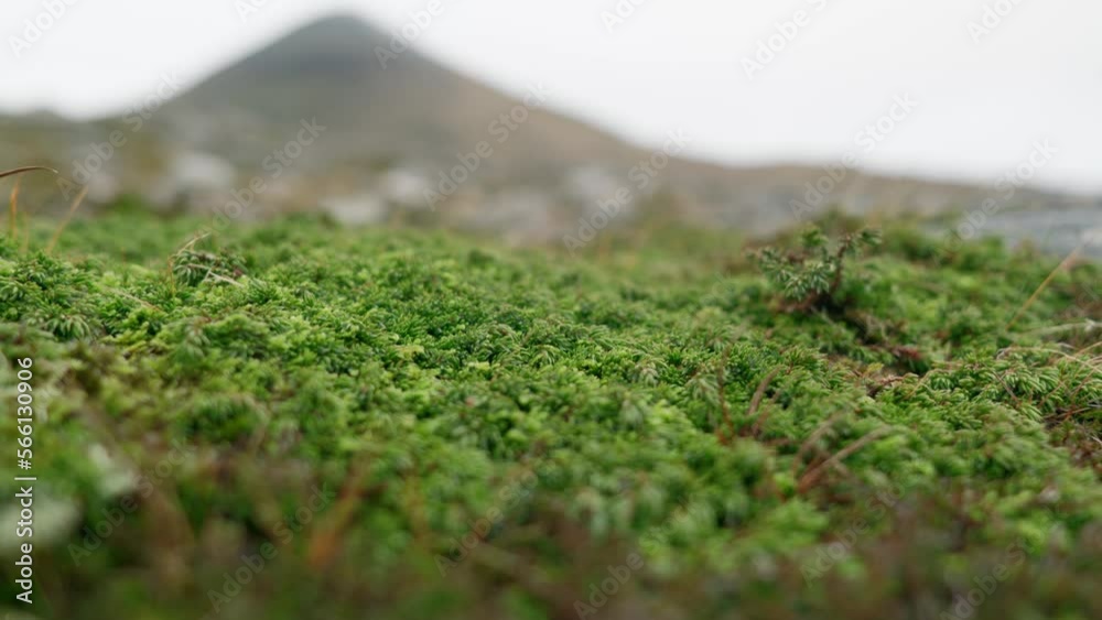 A close up of an alpine juniper plant gives way to a summit of a mountain in the background as focus racks across a field of boulders. Cul Mor, Highlands, Scotland. A close up of an alpine juniper plant gives way to a summit of a mountain in the background as focus racks across a field of boulders. Cul Mor, Highlands, Scotland.