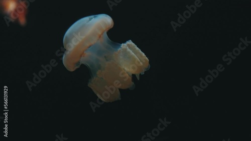 Small golden jellyfish on a black background photo