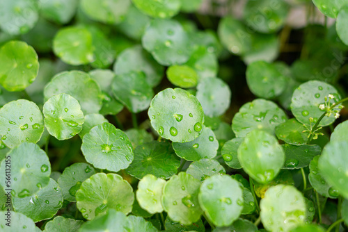 Greenery umbrella shape leaf of Water pennywort with raindrops on circle leaves, this plant know as 