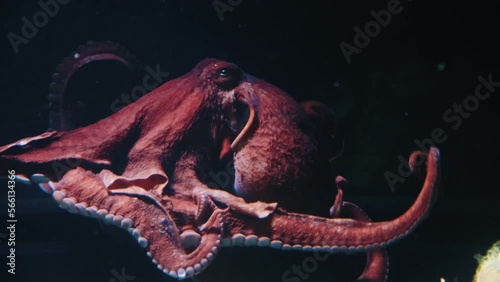 Big splendid octopus floats on a black background photo