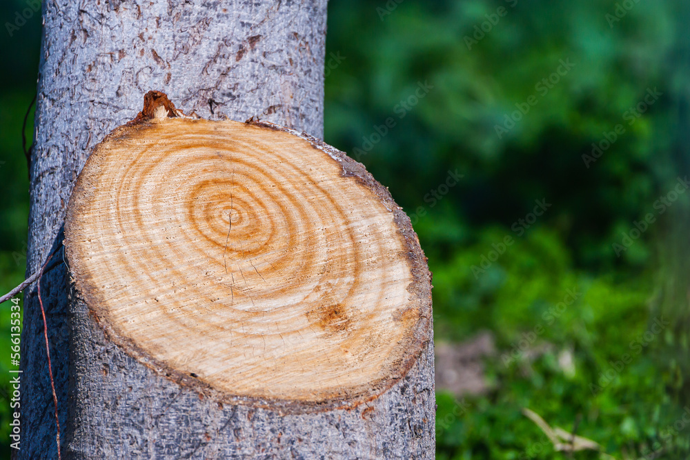 Close-up cut of a tree. Wood texture trunk, closeup Close-up cut of a tree. Wood texture trunk, closeup