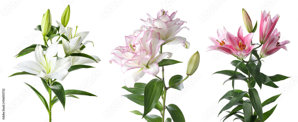 Collage of beautiful lilies on white background