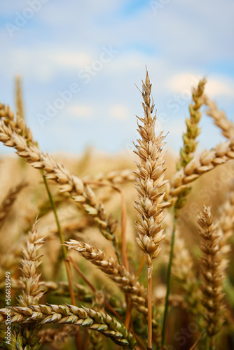 Wheat field landscape. Close up of wheat ears. Harvesting period