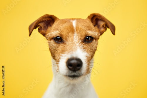 Curious interested dog looks into camera. Jack russell terrier closeup portrait on yellow background. Funny pet