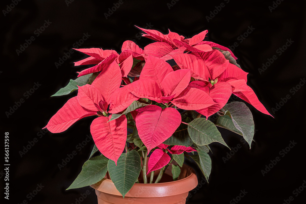 large brilliant red poinsettia plant in a rust colored pot with a black background
