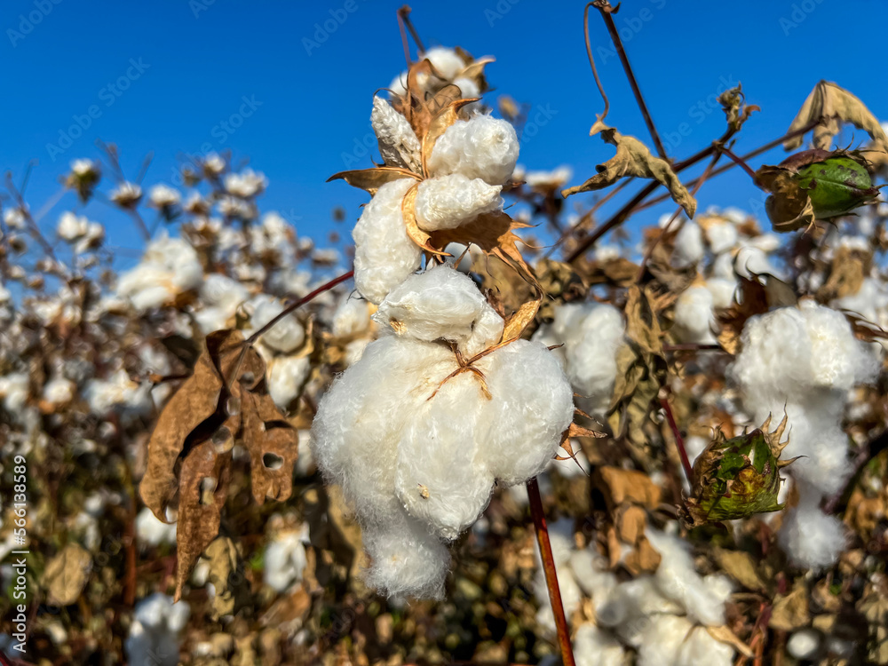Beautiful cotton flowers on field, closeup Beautiful cotton flowers on field, closeup