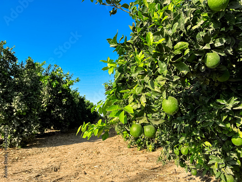 Trees with pomelo fruits on plantation