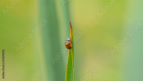 Ladybug in the backyard garden 