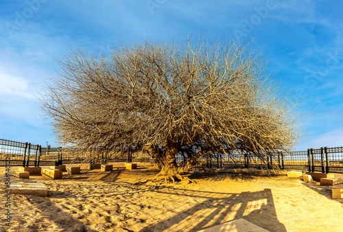 شجرة البقيعاوية التي استظل بها النبي عليه الصلاة والسلام- الاردن- The tree Prophet Mohammed- seek shelter, peace, and blessings be upon him- Jordan