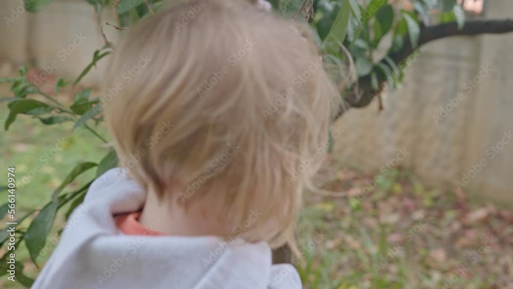 Toddler took tangerine from tree. A little girl reaches for a tangerine. Mandarin tree in the garden Toddler took tangerine from tree. A little girl reaches for a tangerine. Mandarin tree in the garden