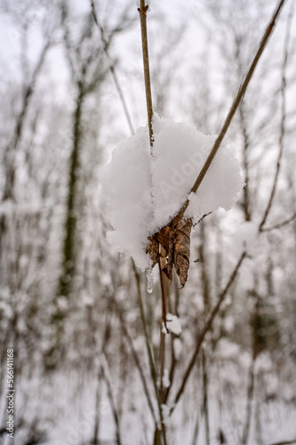 Eiszapfen und Schnee auf einen Laubblatt im Winter im Wald  Winterlandschaft