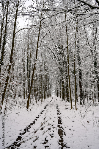 Winter im Wald, Schnee liegt auf Bäumen, Waldboden und Blättern, Winterlandschaft