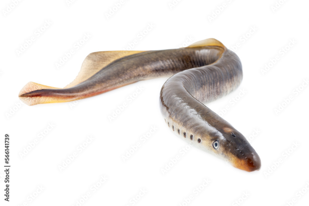 Lamprey fish