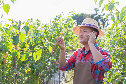 Asian male farmer talking on mobile phone on the line to his customers for selling his cape gooseberry from his farm.