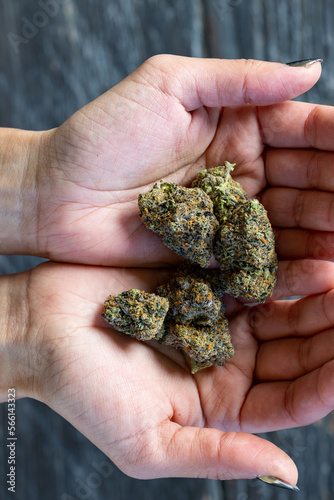 Female model cupping a group of cannabis nugs in her hands