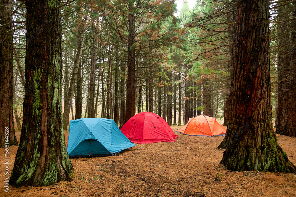Campsite in a forest in early morning. Camping area among the pine trees. Colorful tents in wild nature. Tourism concept. Dawn in a moody forest with tourist tents. Life in the forest. Camping concept