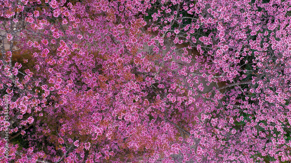 Aerial view road in mountain with pink flower, Mountain winding road with sakura pink flower, Pink cherry blossom tree with road in mountain, Nature landscape in springtime. Aerial view road in mountain with pink flower, Mountain winding road with sakura pink flower, Pink cherry blossom tree with road in mountain, Nature landscape in springtime.