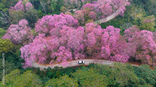 Bild auf Leinwand Aerial view road in mountain with pink flower, Mountain winding road with sakura pink flower, Pink cherry blossom tree with road in mountain, Nature landscape in springtime