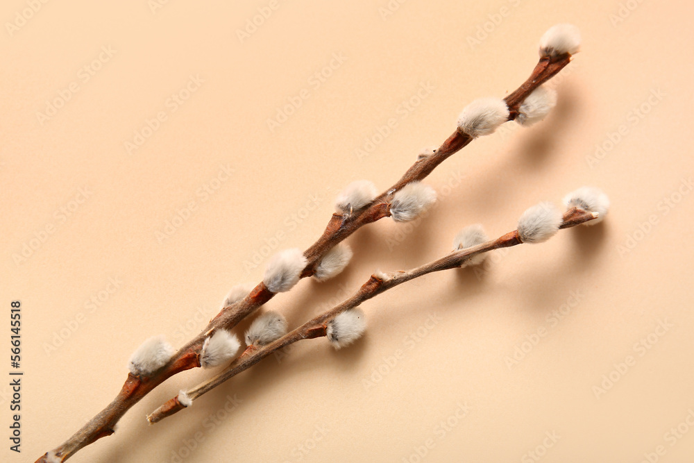 Pussy willow branches on beige background Pussy willow branches on beige background
