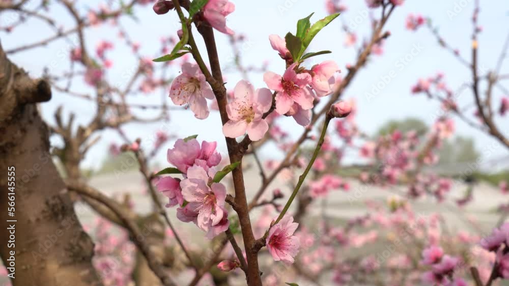 A peach orchard in full bloom A peach orchard in full bloom