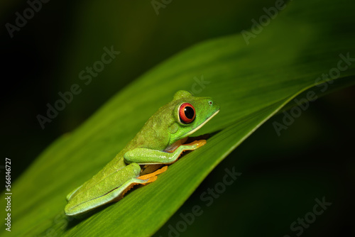 Red-eyed tree frog (Agalychnis callidryas), Beautiful iconic Green frog with red eyes sits on a red leaf in the tropics. Tortuguero National Park, Costa Rica wildlife.