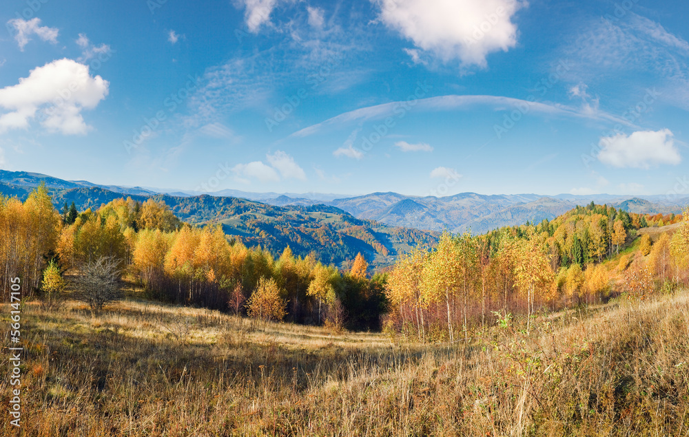 Sunny autumn mountain forest (on mountainside).