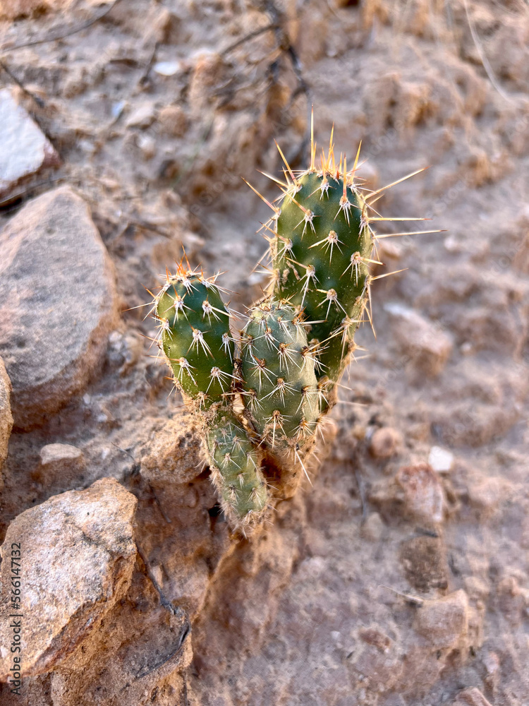 Fototapeta premium Little Cactus In The Desert