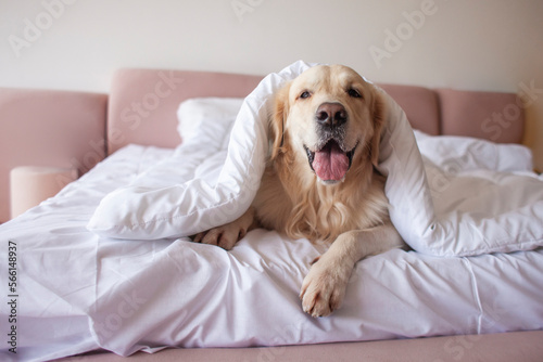 cute dog lies on bed under blanket with his tongue hanging out and looks at the camera, golden retriever is covered