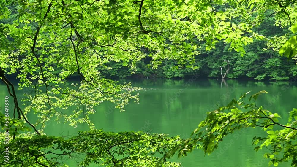 湖畔のブナの若葉