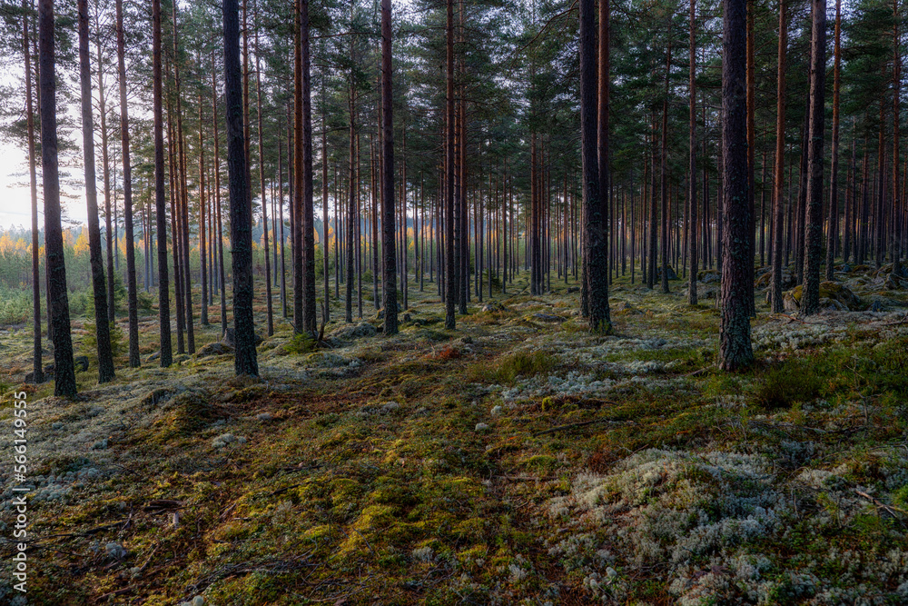Pine tree forest. Calmness relaxation. Forest therapy and stress relief. Pine tree forest. Calmness relaxation. Forest therapy and stress relief.