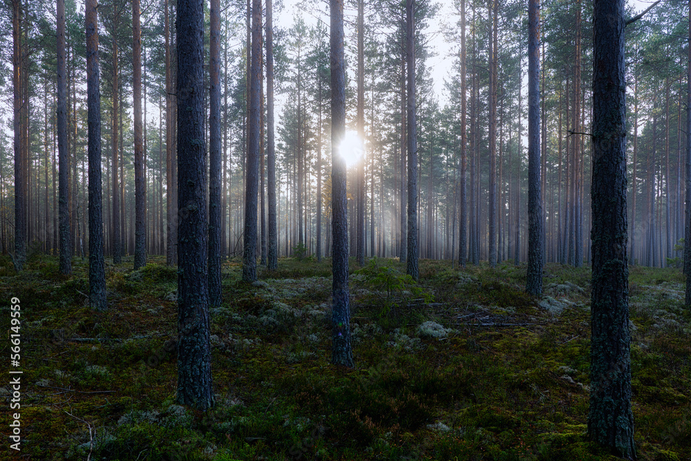 Fototapeta premium Pine tree forest. Calmness relaxation. Forest therapy and stress relief.