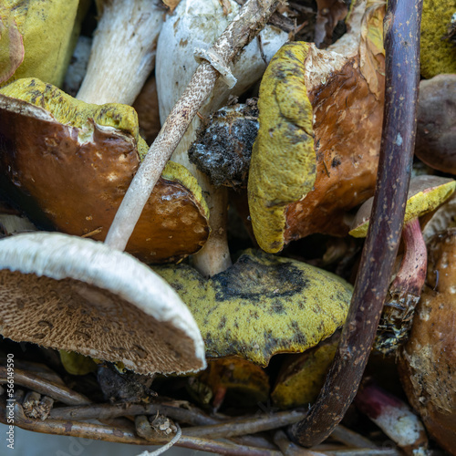 Parasol mushroom (Macrolepiota excoriata) in forest photo