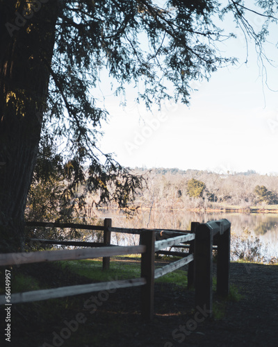 Lake by tree