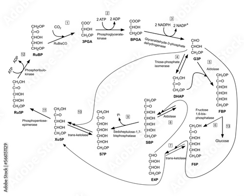 Step of Calvin cycle in photosynthesis, dark phase. Vector illustration.