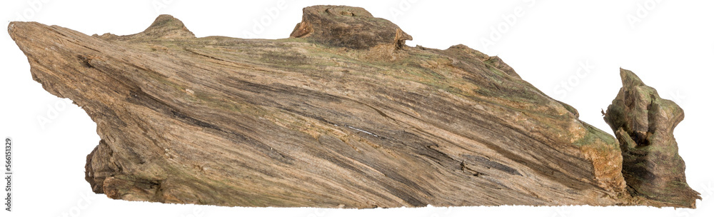 Piece of a root / trunk with many thin branches, river wood, driftwood, aquarium design element - isolated on transparent background - png - image compositing footage - alpha channel Piece of a root / trunk with many thin branches, river wood, driftwood, aquarium design element - isolated on transparent background - png - image compositing footage - alpha channel