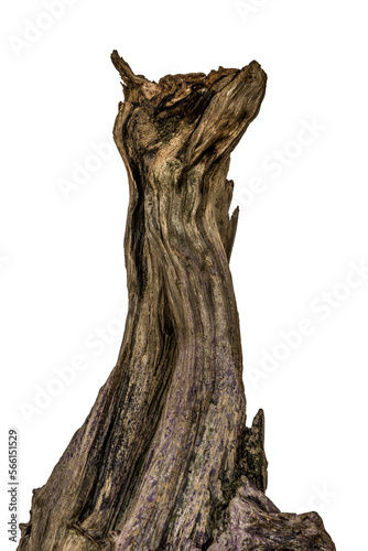 Fotografie, Obraz Piece of a root / trunk river wood, driftwood, aquarium design element - isolate