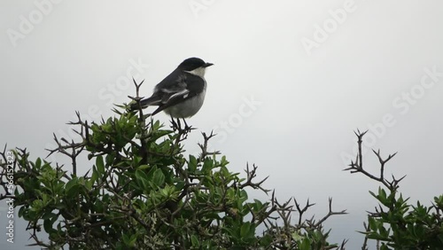 Fiscal Flycatcher on branch, 2022
Addo national park, South Africa, 2022
 photo